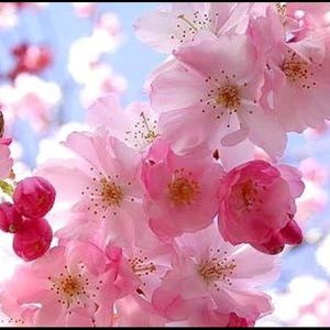 Meet your Posher, Meli